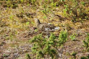 Fotografija 2 - Belka v parku Killopa